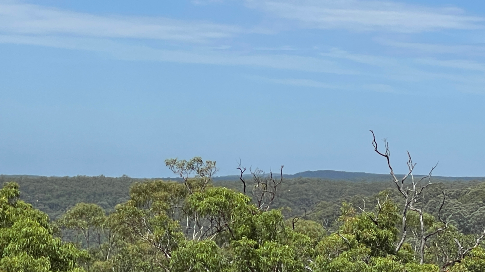 Sassafras Gully